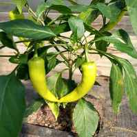 Banana_pepper