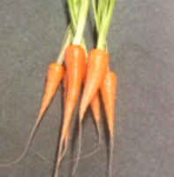 Danvers_carrots