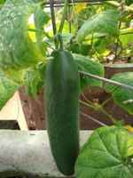 Cucumber