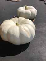 White_pumpkin